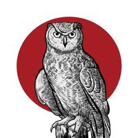 owl bird illustration vector