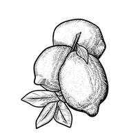 illustration of lemon fruit engraving style vector