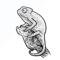 illustration of chameleon sketching style vector