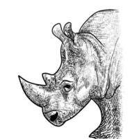 Ilustración de rinoceronte sobre fondo blanco. vector