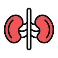 Human renal system organ icon in flat design, kidneys icon vector