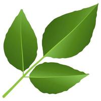 Green leaf element. vector