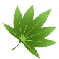 Green leaf element. vector