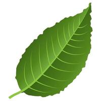 Green leaf element. vector