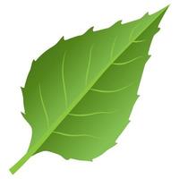 Green leaf element. vector