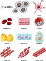 Types of stem cells on white background vector