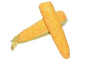 sweet corn cobs photo