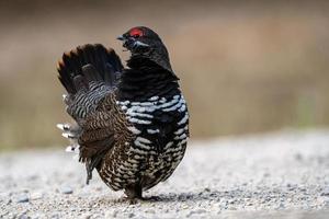 Ruffed Grouse Manitoba photo