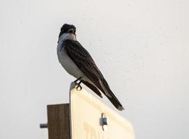 Tree Swallow at Sunset photo