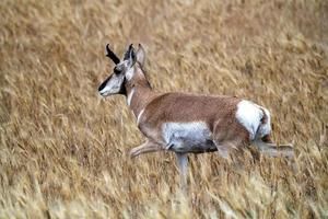 Pronghorn Antelope Prairie Canada photo