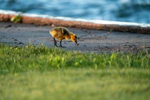 Goose Goslings Canada photo