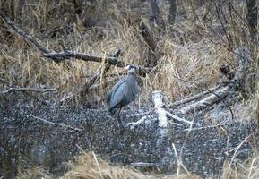 Great Blue Heron photo