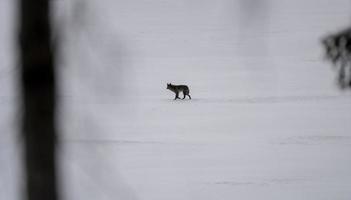 Black Wolf on Lake photo