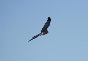 Hawk in Saskatchewan photo