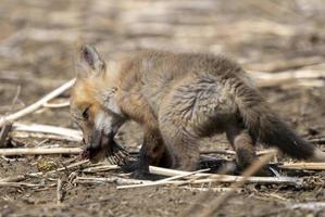 Young Fox Kit photo
