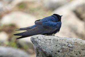 Purple Martin Perched photo