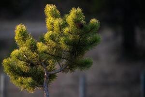 Close up Pine Bough photo