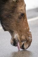 Winter Moose Manitoba photo