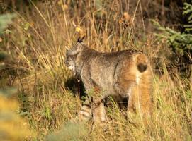 Wild Lynx Manitoba photo