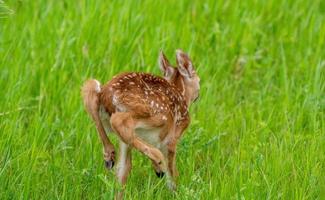 venado cervatillo canadá foto