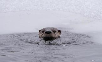 River Otters Saskatchewan photo