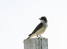 Tree Swallow at Sunset photo