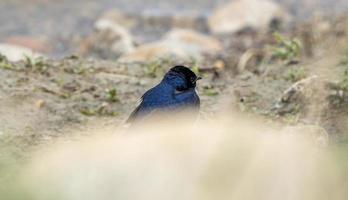 Purple Martin Perched photo