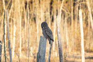 Great Grey Owl Saskatchewan photo