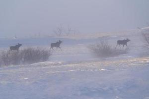 alces en ventisca foto