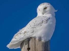 Snowy Owl in Winter photo