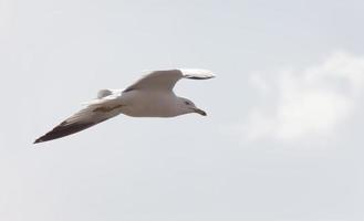 Seagull in Flight photo