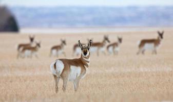 Pronghorn Antelope Prairie photo