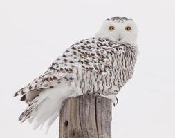 Snowy Owl in Winter photo