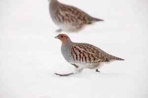 Partridge in Winter photo
