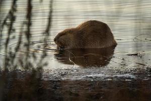 Close Up Beaver photo