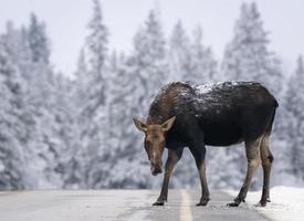 invierno alces manitoba foto