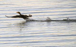 Cormorants in flight photo