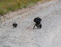 Ruffed Grouse Manitoba photo