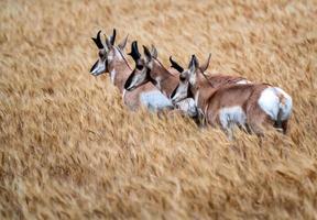 Pronghorn Antelope Prairie Canada photo