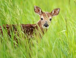 venado cervatillo canadá foto