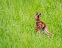 Deer Fawn Canada photo