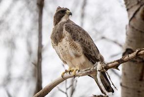 Hawk in Saskatchewan photo