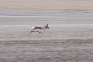 Pronghorn Antelope Saskatchewan photo