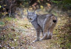 lince salvaje manitoba foto