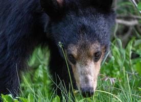 Black Bear Northern Canada photo