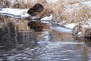 Beaver in Winter photo