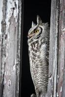 Great Horned Owl Barn photo