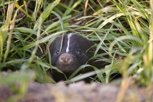 Baby Skunk Peeking photo