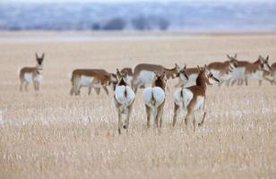 Pronghorn Antelope Prairie photo