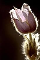 Spring Crocus Sunlit photo